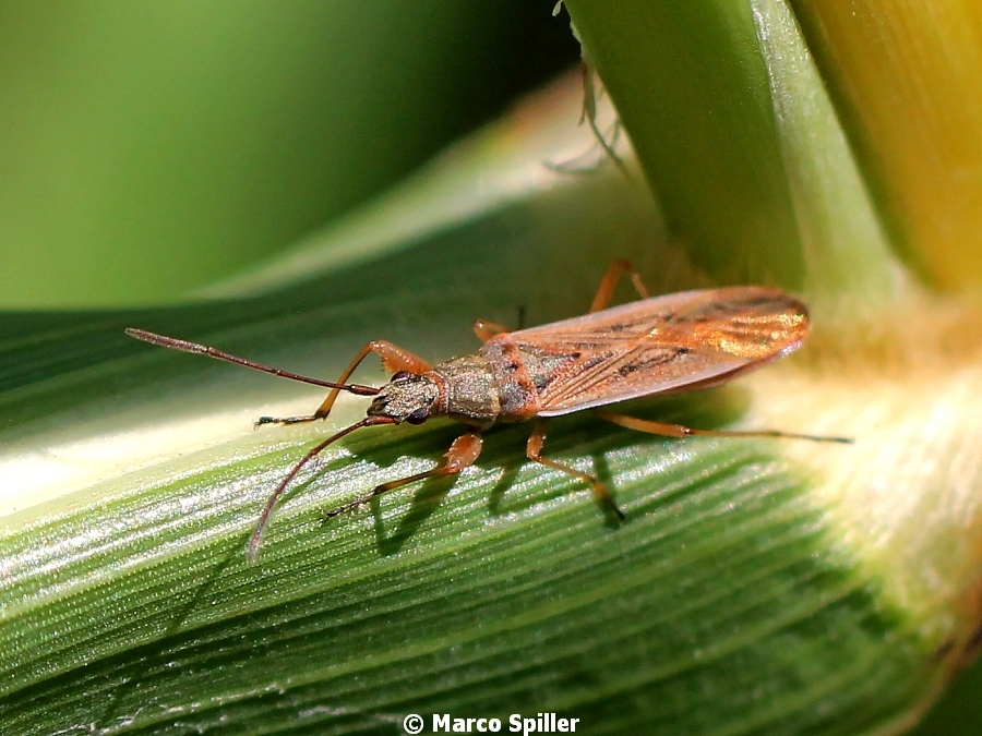 Paromius gracilis